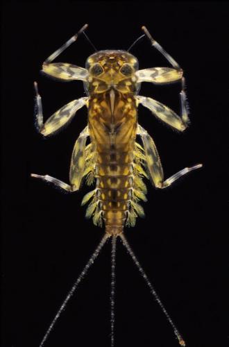 Réf. 309 212 : Heptagenia sulphurea